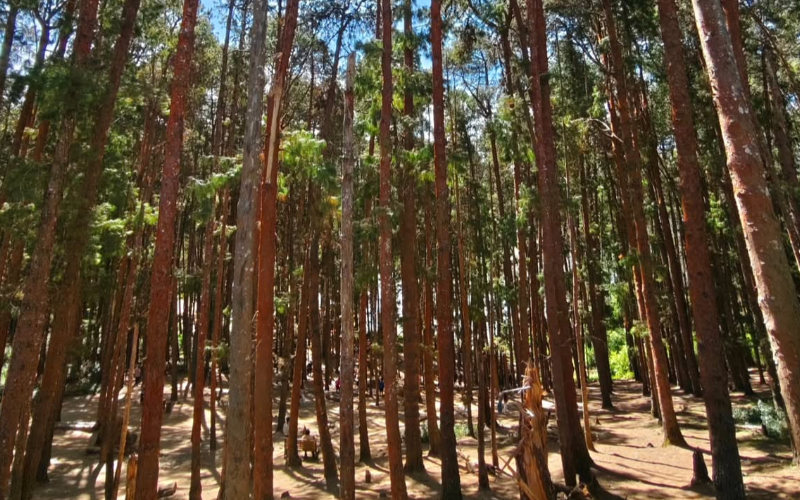 Pine Forests, Ooty